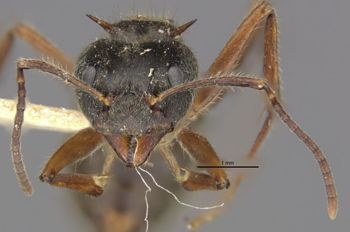 Media type: image;   Entomology 21172 Aspect: head frontal view